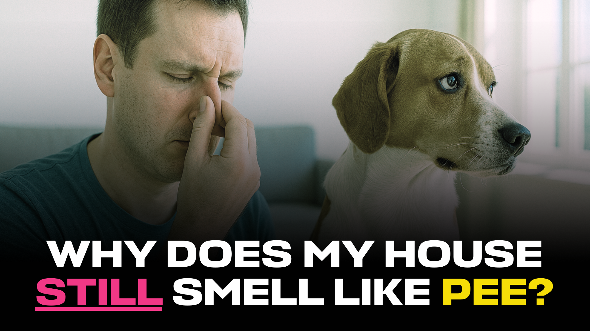 Why Your House Still Smells Like Dog Pee (And What to Do About It)